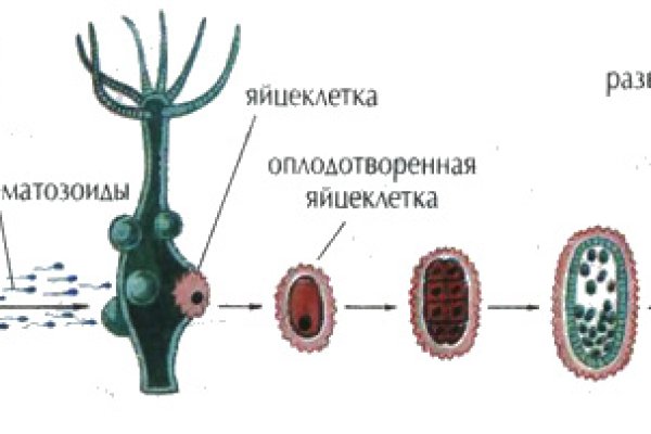 Kraken зеркала gigageek ru