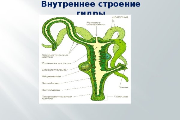 Kraken 11at