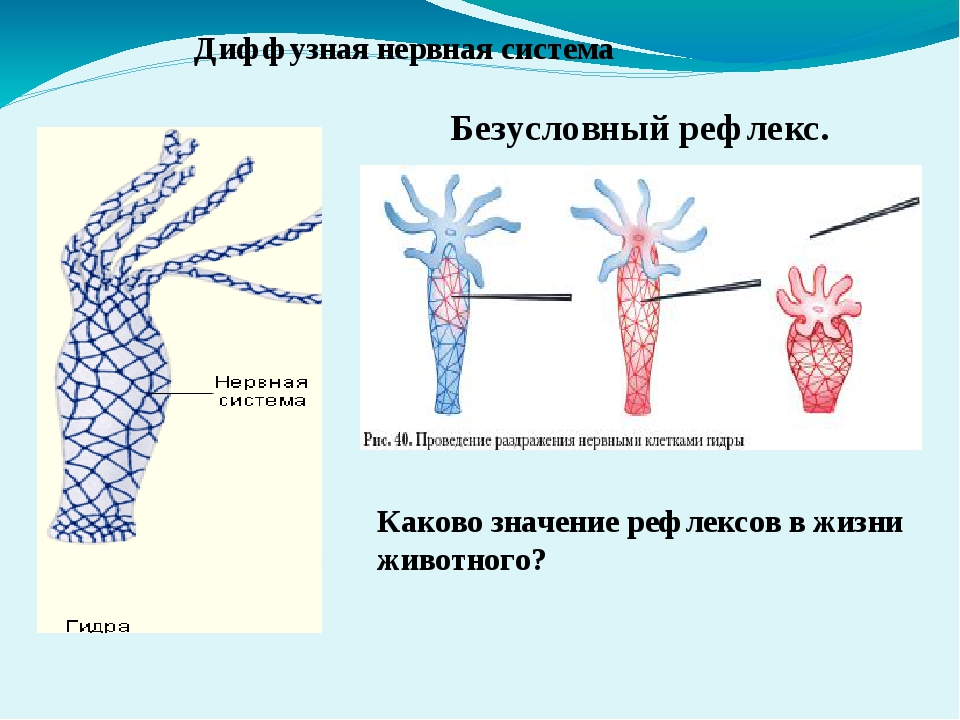 Kraken ссылка на сайт актуальная