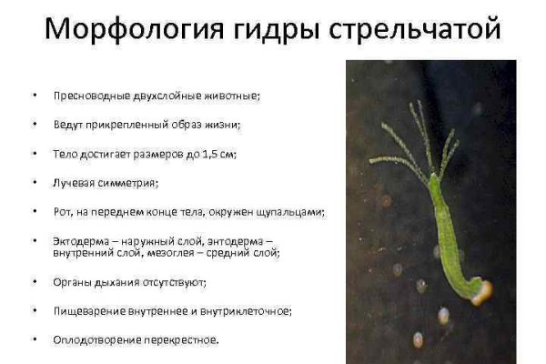 Кракен вход официальная ссылка